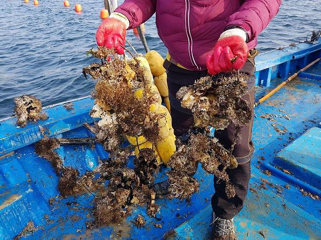 연중 최대 성수기를 맞은 경남 남해안 굴 양식업계가 최근 원인을 알 수 없는 굴 집단폐사로 비상이 걸렸다. 지난 11월 말 양식장 업주가 폐사한 굴을 들어 보이고 있다. /굴수하식수협