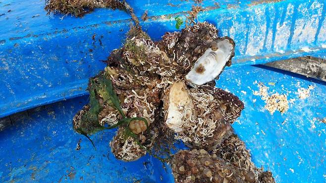 알맹이가 빠져나간 채 폐사한 굴./굴수하식수협