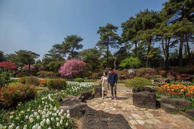봄맞이 튤립축제가 열리고 있는 벽초지수목원. 형형색색의 튤립이 이국적인 정취를 더한다. /이한솔 영상미디어 기자