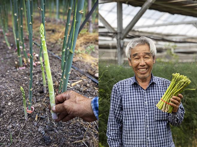 화천은 국내 아스파라거스 주산지 중 하나. ‘햇살부부농원’ 석창욱 대표가 시장에 내놓기 위해 다듬고 다발로 묶은 아스파라거스를 들어 보이고 있다./양수열 영상미디어 기자