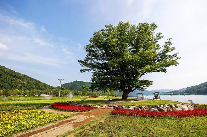 북한강을 바라보고 서 있는 ‘거례리 사랑나무’./양수열 영상미디어 기자