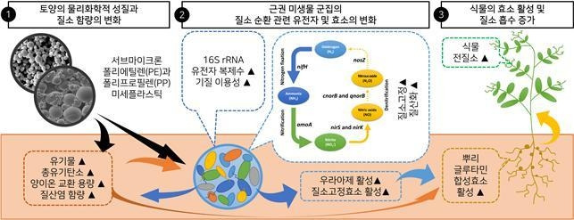 미세플라스틱 노출에 따른 질소 순환 모식도 [안전성평가연구소 제공. 재판매 및 DB 금지]