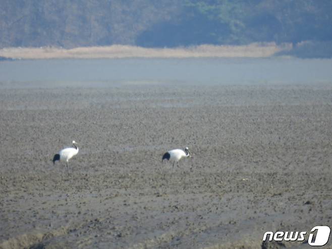 지난 14일 오전 인천시 강화군 남단 갯벌에서 지역 주민이 두루미 9마리를 발견했다. (인천두루미네트워크 제공)2023.11.17/뉴스1 ⓒ News1 박아론 기자