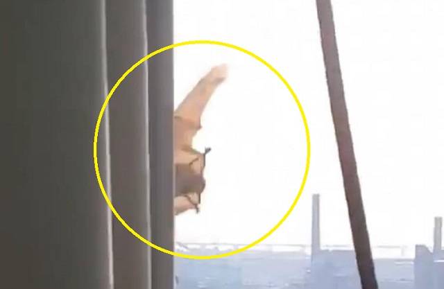 15일 오전 서울 마포구 합정역 인근 아파트에 나타난 박쥐. 연합뉴스