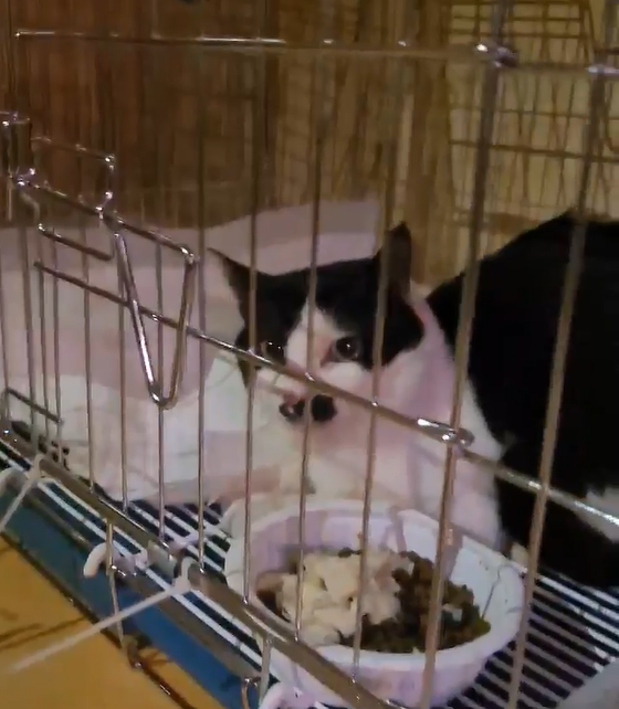 동물과의 아름다운 단체가 제공한 영상 속에서 구조된 고양이들은 현재 치료를 위해 동물 보호단체에서 임시로 맡고 있는 상태다. 사진은 보호단체에서 제공한 영상 속 치료받는 고양이의 모습.