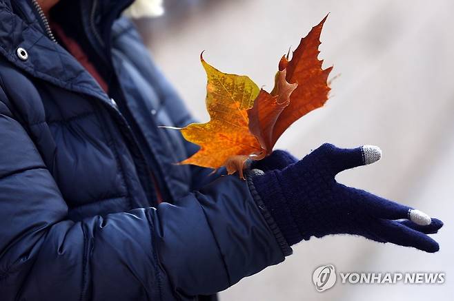 낙엽 든 손이 시려 (서울=연합뉴스) 박동주 기자 = 대부분 지역에서 아침 최저기온이 영하권으로 떨어지면서 추운 날씨가 이어진 13일 오전 두꺼운 복장의 한 외국인 관광객이 서울 청계천에서 털장갑을 착용하고 있다. 2023.11.13 pdj6635@yna.co.kr