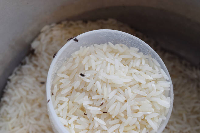 쌀벌레가 생겼다고 쌀을 다 버릴 필요는 없다. 잘 씻어 밥을 지어먹어도 무방하다. 다만 물에 담갔을 때 둥둥 떠다니는 쌀들이 많으면 이미 묵은 쌀로  쌀벌레에 의해 영양분이 다 빠진 상태다. [사진=게티이미지뱅크]