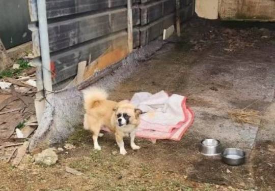 동물보호연대 SNS 캡처.