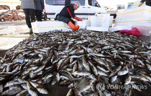 도루묵. 사진=연합뉴스