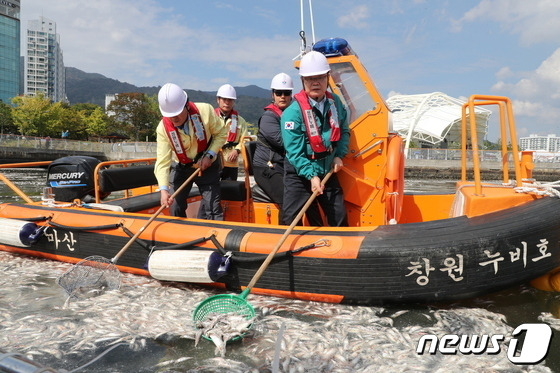 창원시 관계자들이 마산항 해양신도시 인근 해상에서 정어리 폐사체를 수거하고 있다. (창원시 제공)