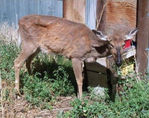 전염성이 강한 질병인 만성 소모성 질환을 앓고 있는 와이오밍 사슴 [사진= 와이오밍 사냥 및 어류 관리국 및 CWD 연합]