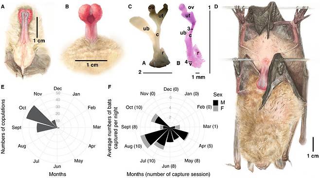 수컷 박쥐의 생식기(A, B)와 암컷 박쥐의 생식기 현미경 사진(C). D는 암컷을 뒤에서 안고 짝짓기 행동하는 수컷 박쥐의 모습이다. 니콜라스 파셀 제공