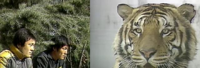 1984년 동계훈련 당시 동물원에서 호랑이와 눈싸움을 하며 담력을 쌓고 있는 프로야구 해태 타이거즈 선수들. 한국뿐 아니라 일본 레슬링계에서도 사자와 눈싸움하면 정신력이 강화된다는 믿음을 가진 지도자가 있던 시절이 있었다. 유튜브 채널 '전설의 타이거즈' 캡처