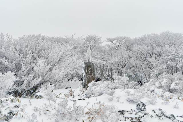 한라산 1100고지 전경. 제주관광공사 제공