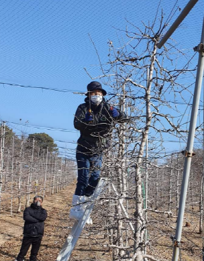 과수화상병 예방을 위한 가지치기 소독 현장 [사진=파주시]