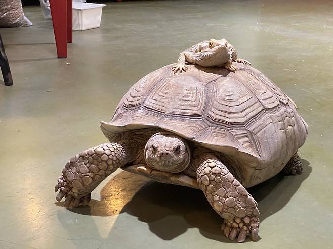 A bearded dragon rides on an American tortoise. (Hwang Joo-young/The Korea Herald)