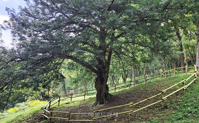 절 뒤에 펼쳐진 비자나무숲(천연기념물 483호)