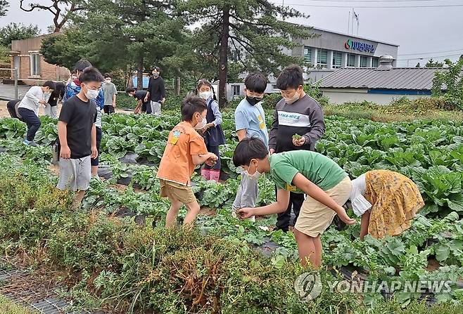 농촌에 유학 온 서울 학생들  전북 임실군 한 밭에서 잡초를 뽑는 농촌유학생 2022.10.4 [전북도교육청 제공]