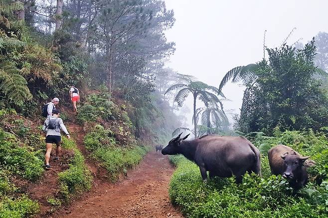 지난해 12월 필리핀 사가다 마을에서 출발해 이른 아침 해발 1889m의 암파카오산을 오르고 있다. 가는 길에 소떼를 만났다.