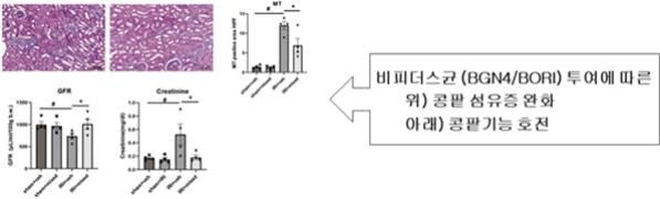 비피더스균(BGN4·BORI)의 투여에 따른 콩팥 섬유증 완화(위)와 콩팥기능 호전 효과. 자료 제공=비피도