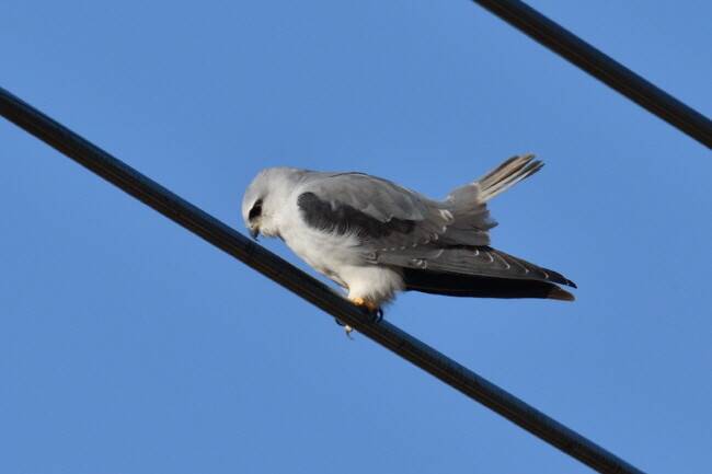 검은어깨매가 꼬리를 위아래로 흔들며 사냥 준비를 한다.