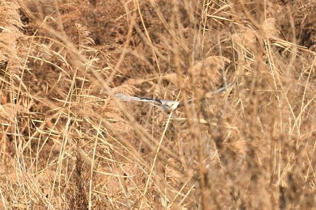 순식간에 사냥에 성공했다.