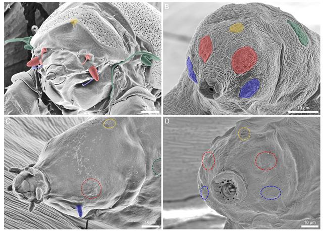 A: 이완보강 Echiniscus testudo. B: 진완보강 북극 신종 Ramazzottius groenlandensis. C: 진완보강 Milnesium sp. D: 진완보강 Paramacrobiotus areolatus. 색칠한 부분은 감각기관, 점선 부분은 해당 부위에 감각기관이 없다는 의미. 이번에 발견된 신종은 진완보강에 속함에도, C 및 D와 달리, 이완보강인 A와 같은 위치에 감각기관이 있다. 극지연구소 제공.