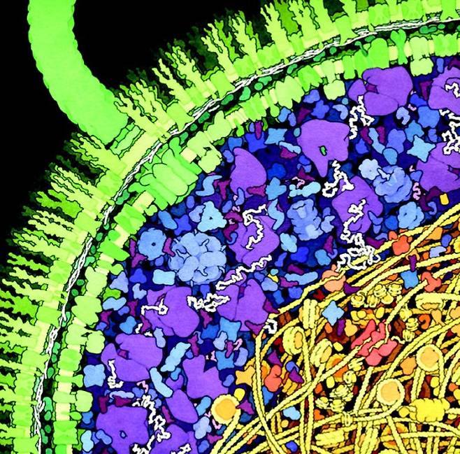 박테리아 세포 단면을 구성 분자가 보이는 해상도로 보여주는 일러스트다. 세포벽과 세포막, 세포 내부를 이루는 수많은 분자가 각자 기능을 수행한 결과 생명이 유지된다. 오늘날 물리화학 이론으로는 이 현상을 설명할 수 없고 최첨단 나노기술로도 성분 분자를 재료로 이 구조를 재현해 무생물에 생명을 부여할 수 없다. PNAS 제공