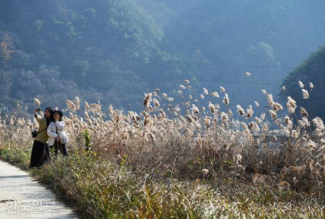 여행객이 고산정 부근 갈대를 배경으로 사진을 찍고 있다.