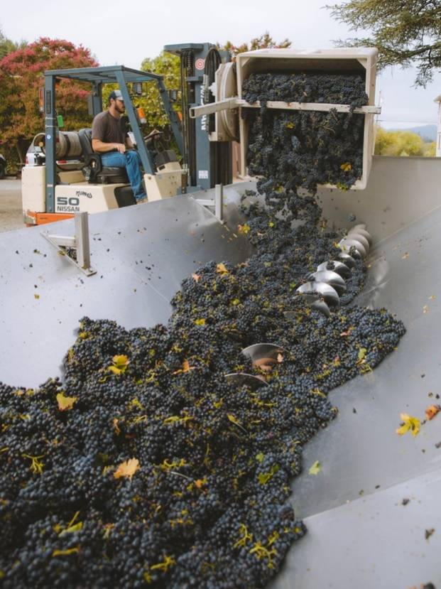 포도 파쇄. 협회 제공