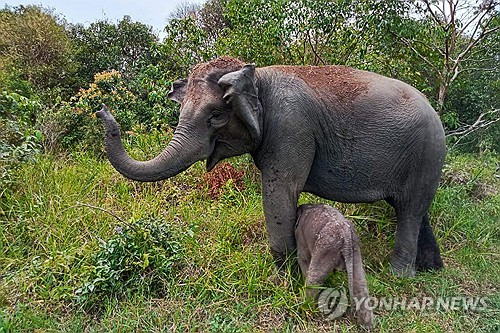 인도네시아 환경산림부가 제공한 웨이 캄바스 국립공원 내 어미와 새끼 수마트라 코끼리.[AFP 연합뉴스 자료사진. 재판매 및 DB 금지]