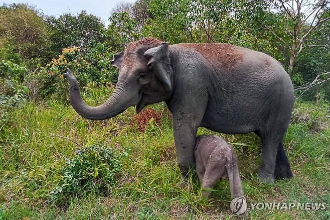 수마트라 코끼리 인도네시아 환경산림부가 제공한 웨이 캄바스 국립공원 내 어미와 새끼 수마트라 코끼리.
[AFP 연합뉴스 자료사진. 재판매 및 DB 금지]