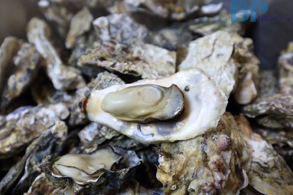 출처: 게티이미지뱅크 (서해안 천북 굴 축제)