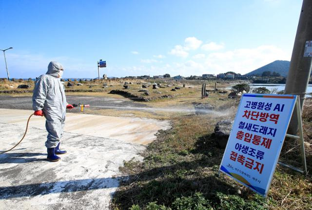 지난해 11월 제주시 한 철새도래지 인근 도로에서 고병원성 조류인플루엔자(AI) 차단 방역을 하고 있다. 뉴시스