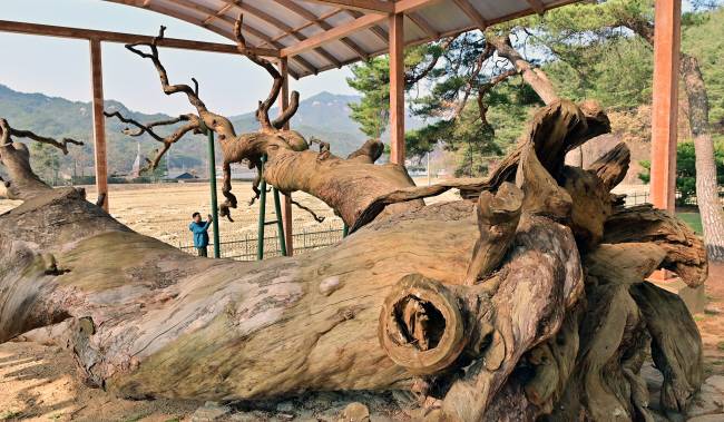 경북 상주의 석문사와 옥양폭포에서 차로 5분이 채 안 걸리는 거리에 있는 괴산 삼송리의 왕소나무. 600년 넘게 목숨을 이어오다 2012년 태풍 볼라벤 때 쓰러진 나무다.