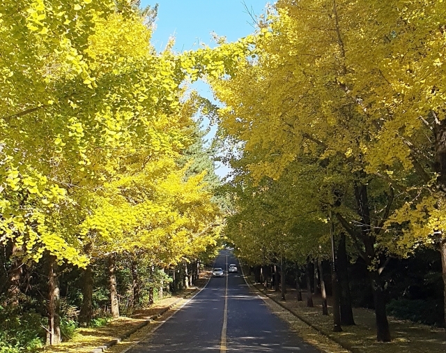 지난 주말 제주대학교 주변 도로에 노란 은행잎이 장관을 이루고 있다. 문정임 기자