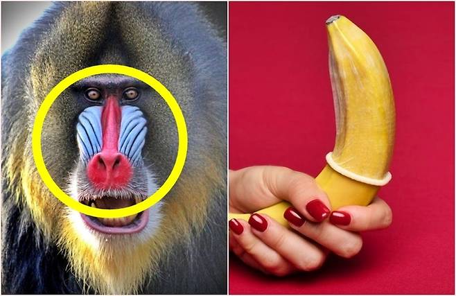 맨드릴 개코원숭이와 그냥 바나나  [사진출처=내추럴브리지동물원, 온라인 커뮤니티]