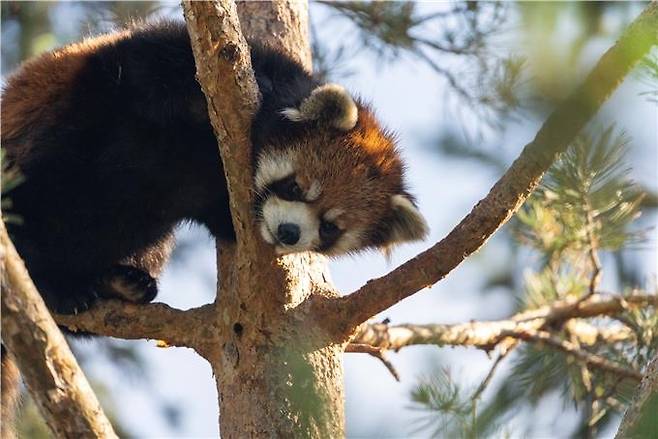 캐나다에서 온 수컷 레서판다 ※ 사진 출처 : Wilder Institute/Calgary Zoo
[서울대공원 제공. 재판매 및 DB 금지]