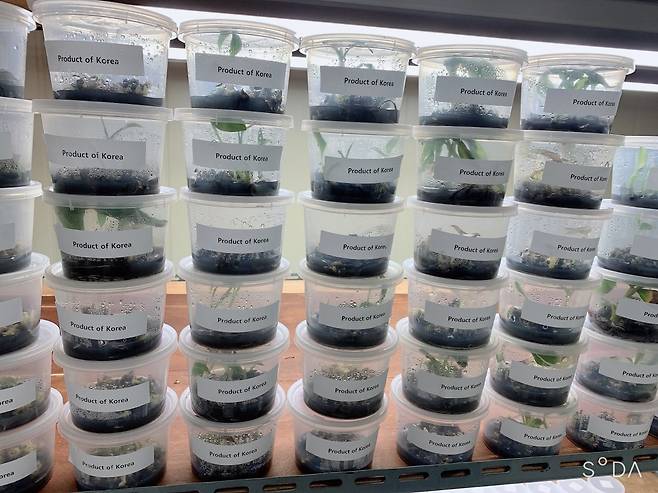 김 대표가 고교 시절 네덜란드로 수출한 ‘무늬 바나나’ 조직배양 종묘. 파이토리서치 제공