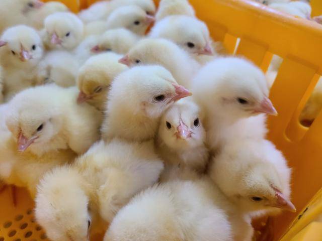 한 육계농장에서 병아리가 계사에 도착해 '입추'를 기다리고 있다. 조소진 기자