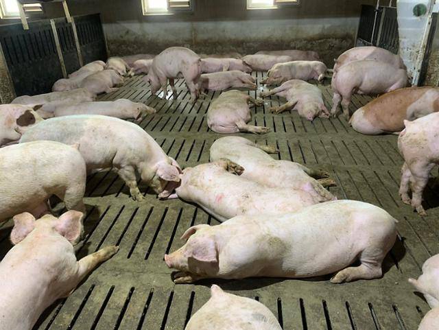 축산법의 돼지 사육면적 기준인 마리당 0.8㎡를 초과한 농장의 모습. 밀집 사육환경에서 가축전염병이 발생할 시 피해를 입는 동물들은 더욱 늘어난다. 동물복지문제연구소 어웨어 제공