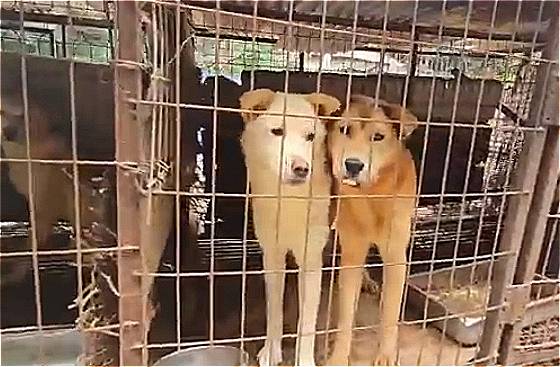 체험했던 뜬장에 실제 살았던 개농장 개들. 바깥에서 안쪽을 보느라, 그 안의 삶을 미처 다 짐작하지 못했다. 이젠 알겠다. 안에서 바깥을 바라보던 기분을./사진=동물권단체 케어, 와치독 제공