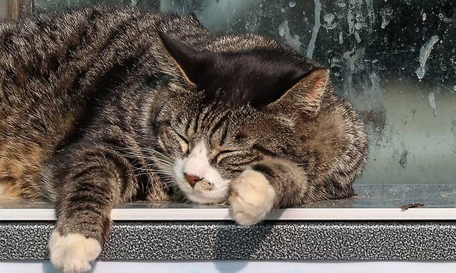 인천 옹진군 십리포해변의 버스정류장에서 한 고양이가 열선이 깔린 의자에서 낮잠을 자고 있다.