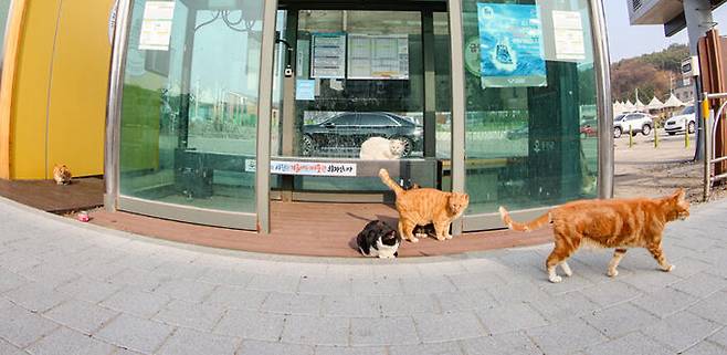 인천 옹진군 십리포해변의 버스정류장에서 고양이들이 열선이 깔린 의자에서 휴식을 취하고 있다.