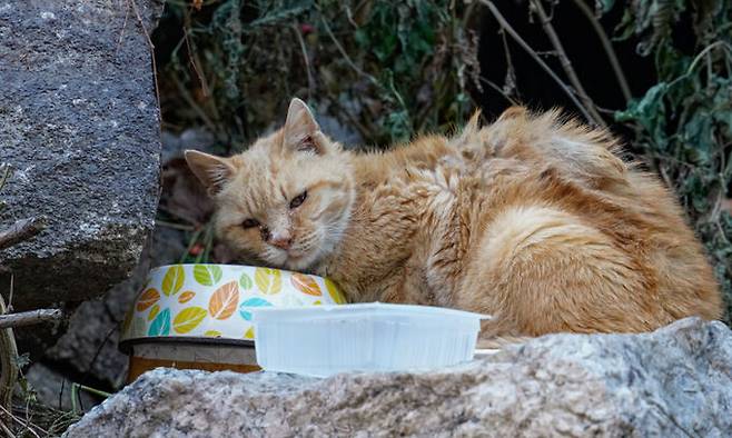 서울 종로구 성균관대학교 인근에 마련된 길고양이 집에서 건강 상태가 좋지 않아 보이는 한 고양이가 사료를 먹고 있다.
