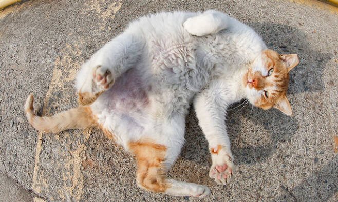 인천 옹진군 십리포해변 인근에서 한 고양이가 누워서 뒹굴고 있다.