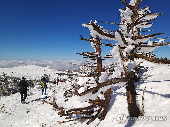 '겨울왕국'…파란 하늘 아래 눈 쌓인 한라산 [연합뉴스 자료사진]