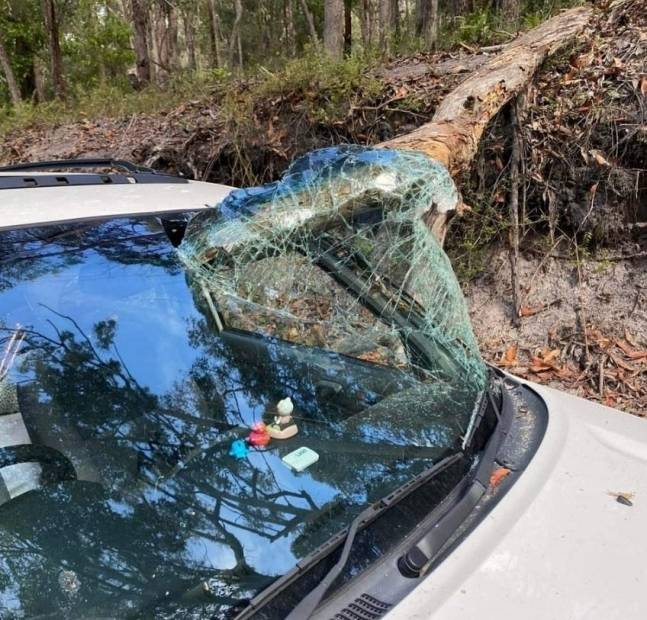 차량 전면 유리를 뚫고 들어간 나무 [사진 출처 = 매딜 자동차 그룹]