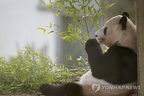 영국 에든버러 동물원의 판다 양광[PA/AP=연합뉴스 자료사진]