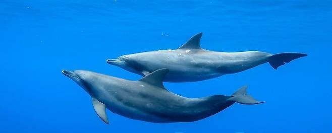 바닷속을 헤엄치는 남방큰돌고래. 위키미디어 코먼스